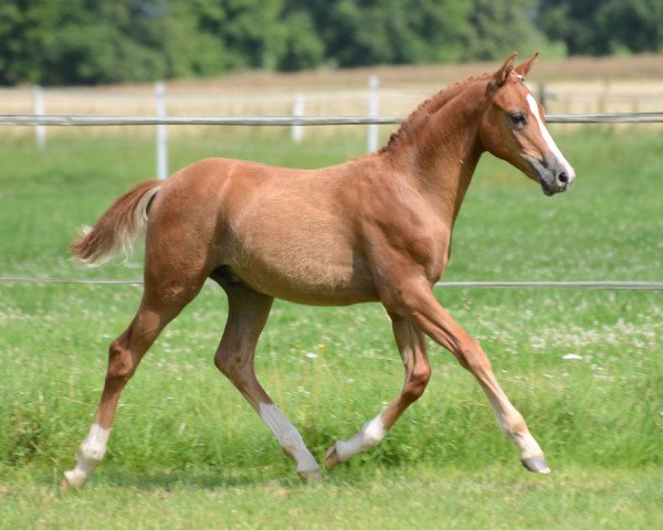 stallion Hotspot (German Riding Pony, 2014, from Hot Cream 3)