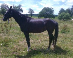 broodmare Gürsatai (Akhal-Teke, 2004, from Gorlik)