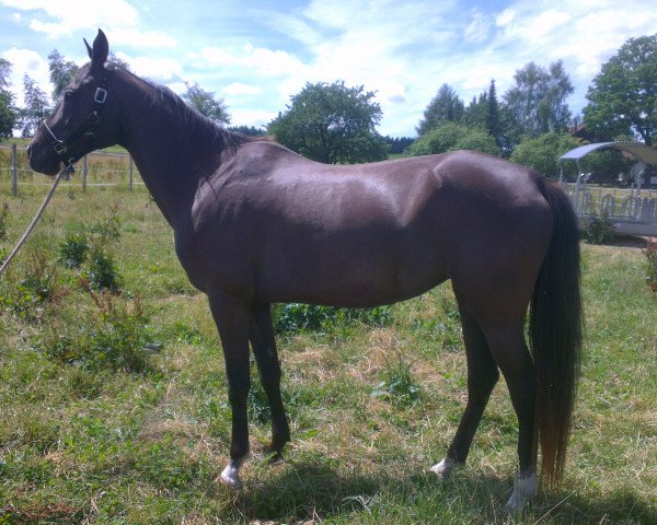 broodmare Aspara (Akhal-Teke, 2004, from Gorlik)