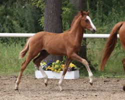 dressage horse Cosmorello (German Riding Pony, 2014, from Cosmopolitan NRW)