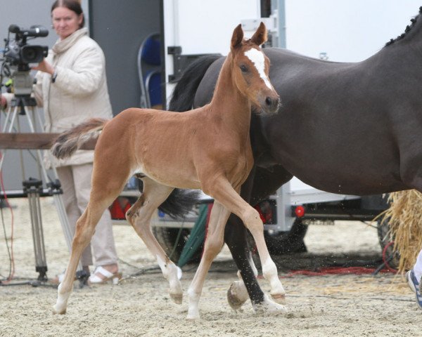 Pferd Golden Boy (Westfale, 2014, von Golden State 2)