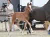 Pferd Golden Boy (Westfale, 2014, von Golden State 2)