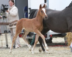 horse Golden Boy (Westphalian, 2014, from Golden State 2)