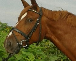 broodmare Eternal Flame (Oldenburg, 2008, from Biasini)