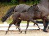 jumper Lyria 7 (German Riding Pony, 2014, from Rex the Robber)