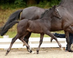 Springpferd Lyria 7 (Deutsches Reitpony, 2014, von Rex the Robber)