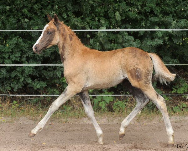 dressage horse Na und (German Riding Pony, 2014, from Nadir vom Splitting WE)