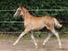 dressage horse Na und (German Riding Pony, 2014, from Nadir vom Splitting WE)