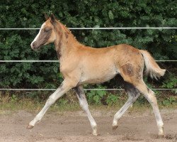 dressage horse Na und (German Riding Pony, 2014, from Nadir vom Splitting WE)