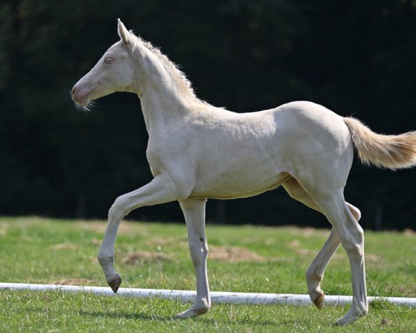 broodmare Doris Day AS (German Riding Pony, 2014, from PAV Talisman)