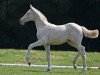 Zuchtstute Doris Day AS (Deutsches Reitpony, 2014, von PAV Talisman)