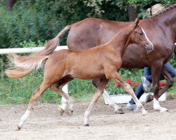 horse Rieemars Dublin Bay (Deutsches Reitpony, 2014, from Cartier de Deluxe)