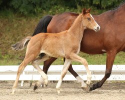 dressage horse Casanova RB (German Riding Pony, 2014, from Countdown RB)