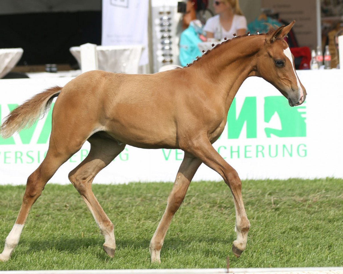 dressage horse Pott's Daddy Boy (German Riding Pony, 2014, from FS Daddy Cool)