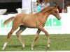 dressage horse Pott's Daddy Boy (German Riding Pony, 2014, from FS Daddy Cool)