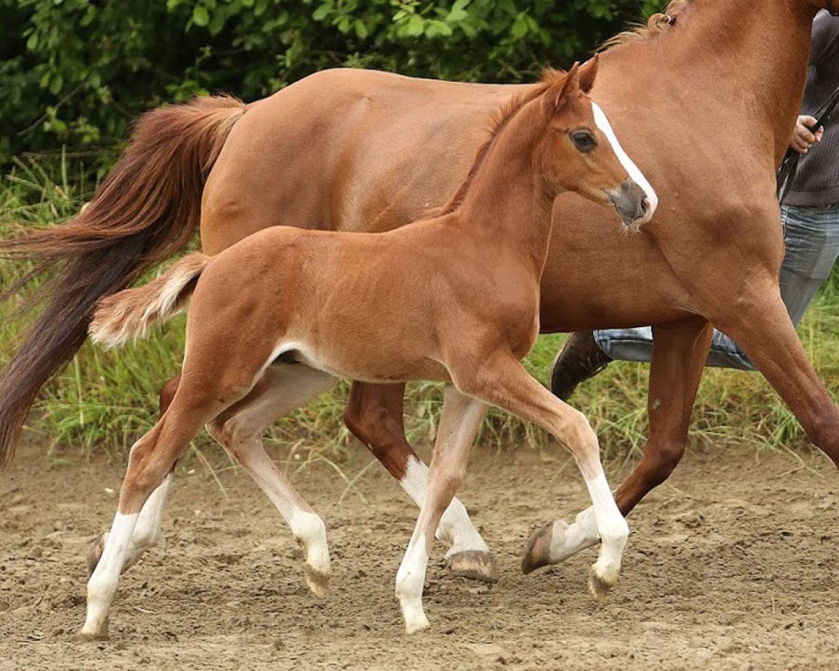 Deckhengst Cha Cha Go (Deutsches Reitpony, 2014, von Cha Cha Cha)