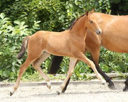 Springpferd Big Star (Deutsches Reitpony, 2014, von Butterfly Flip J)