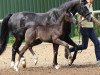 broodmare Malibu (German Riding Pony, 2014, from Del Estero NRW)