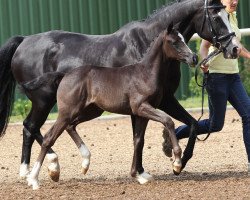 Zuchtstute Malibu (Deutsches Reitpony, 2014, von Del Estero NRW)