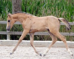 dressage horse Cloe RR (Deutsches Reitpony, 2014, from Cosmopolitan NRW)