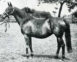 broodmare Ornament xx (Thoroughbred, 1887, from Bend Or xx)