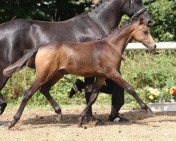 Dressurpferd Coffie (Deutsches Reitpony, 2014, von Top Christobell)