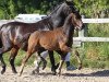 dressage horse Grimano (German Riding Pony, 2014, from Hesselteichs Grimaldi)