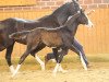 Dressurpferd Very Special (Deutsches Reitpony, 2014, von Valido's Highlight)