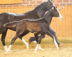 Dressurpferd Very Special (Deutsches Reitpony, 2014, von Valido's Highlight)