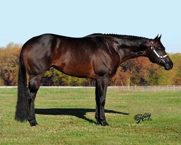 stallion The Only Escape (Quarter Horse,  , from Invitation Only)