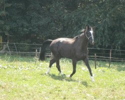 Pferd Sandino (Hannoveraner, 2009, von Souvenir)