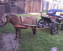 Pferd Annabell (Shetland Pony, 2009, von Unbekannt PONY)