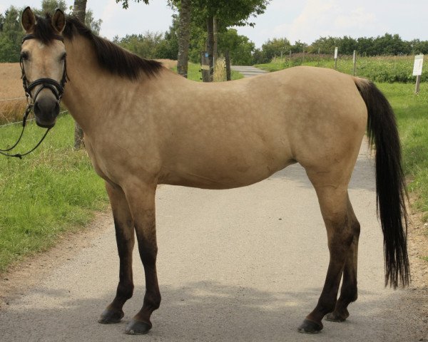 horse Kaya 3 (German Riding Pony, 1996, from Kiribati)