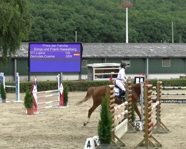 Reitturnier Siegen 2021