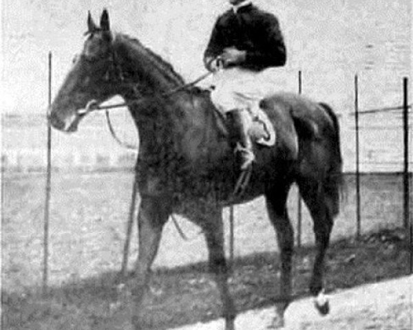 stallion Parth xx (Thoroughbred, 1920, from Polymelus xx)