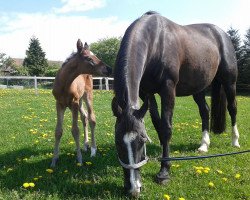 broodmare Donna Vienna K (Hanoverian, 2014, from Don Darius)