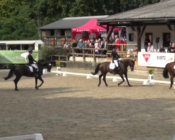 Reitsport Festival am Gut Jagenberg - Solingen 2021