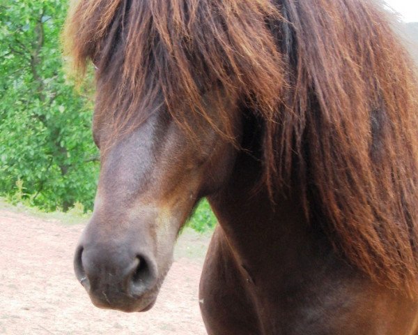 Pferd Hösvi Farsaell (Islandpferd, 2008, von Hagangur vom Kreiswald)