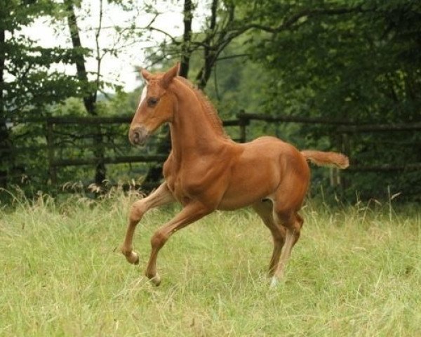 Springpferd SF Bel Francesco (Trakehner, 2014, von Icare d'Olympe AA)