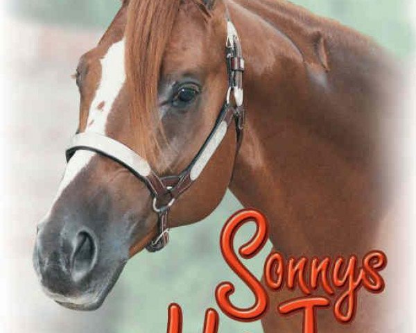 Deckhengst Sonnys Hot Jazz (Quarter Horse, 1989, von Top Flight Sonny)