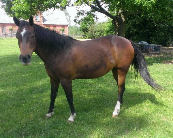 Zuchtstute Miss Smart Glos Lea (Quarter Horse, 2001, von TL Glo Chick Skipper)