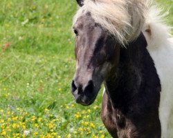 Pferd Ljostradis (Islandpferd, 2002, von Snotur von Remmesweiler)