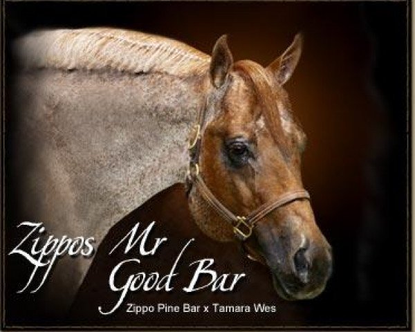 Zippos Mr Good Bar: stallion, Pedigree - rimondo