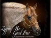 stallion Zippos Mr Good Bar (Quarter Horse, 1984, from Zippo Pine Bar)