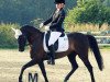 dressage horse Volontaire (German Riding Pony, 2003, from Veivel R)