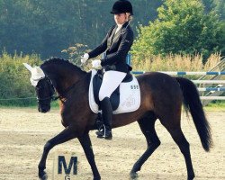 dressage horse Volontaire (German Riding Pony, 2003, from Veivel R)