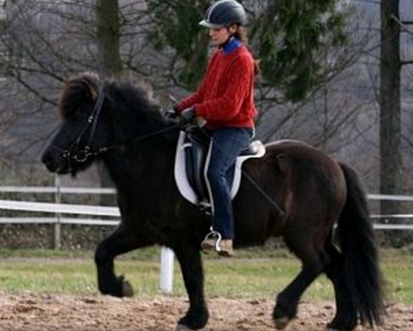 horse Helgi vom Theresienhof (Iceland Horse, 1995, from Hlórriði vom Odinshof)