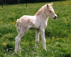 horse Maike (Fjord Horse, 1997, from Mosby BPH)