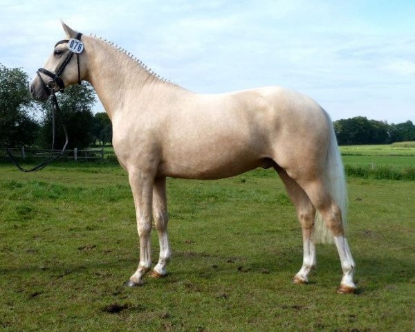stallion White Light (German Riding Pony, 2010, from White Gold B)