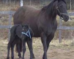 broodmare Deck Majesta (Quarter Horse, 1991, from Majestic Party)